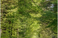P6A5409-2-copie